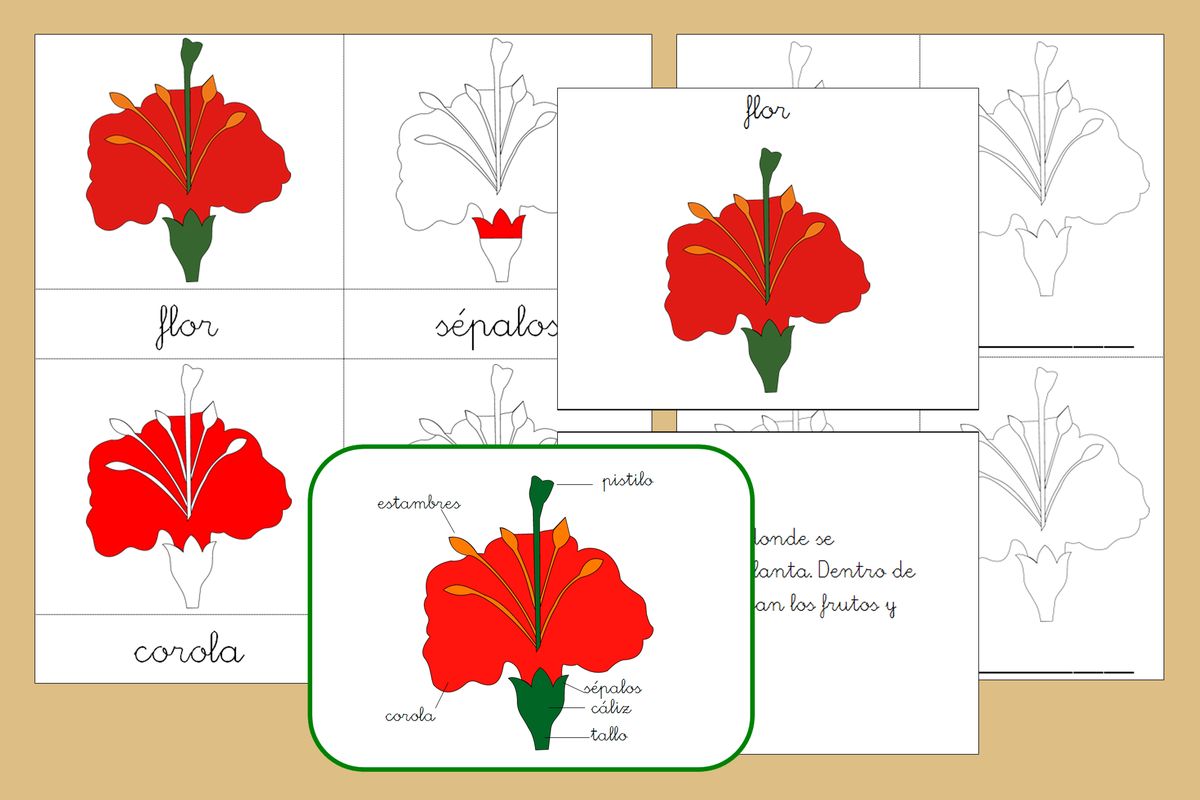 Botánica Montessori – La Flor – Imprimibles gratis – Creciendo Con  Montessori