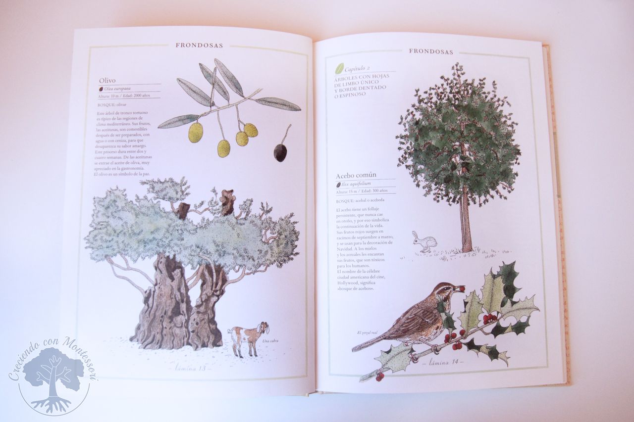 Inventario Ilustrado de los Árboles y los Insectos – Libros Montessori  Friendly – – Creciendo Con Montessori