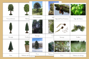 Tipos de Árboles + Imprimible – Creciendo Con Montessori