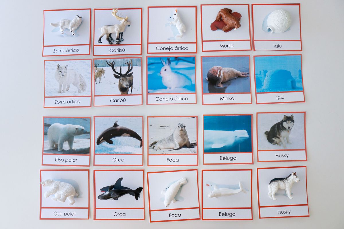 Animales polares - Montessori Educativos  Los mejores materiales de  calidad Montessori