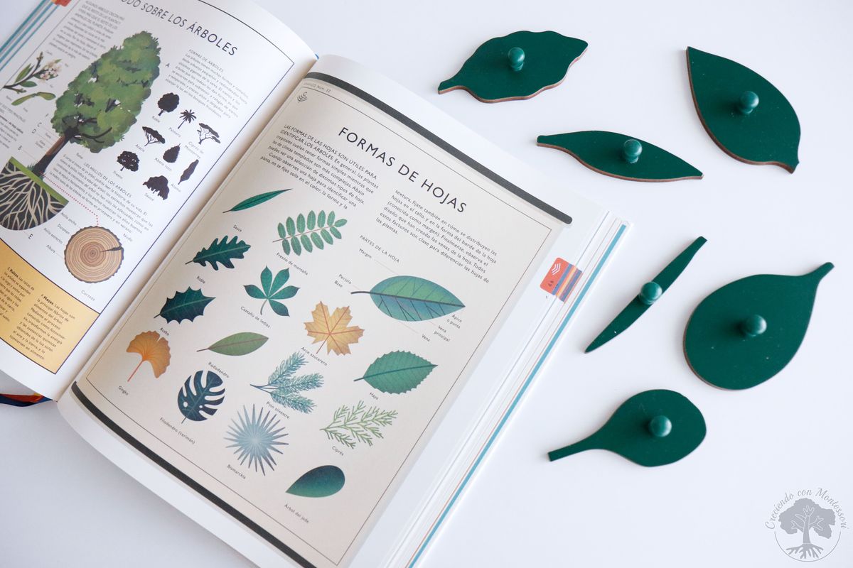 Libro-Reseña: El curioso árbol prodigioso: Mundo Natural. – Creciendo Con  Montessori