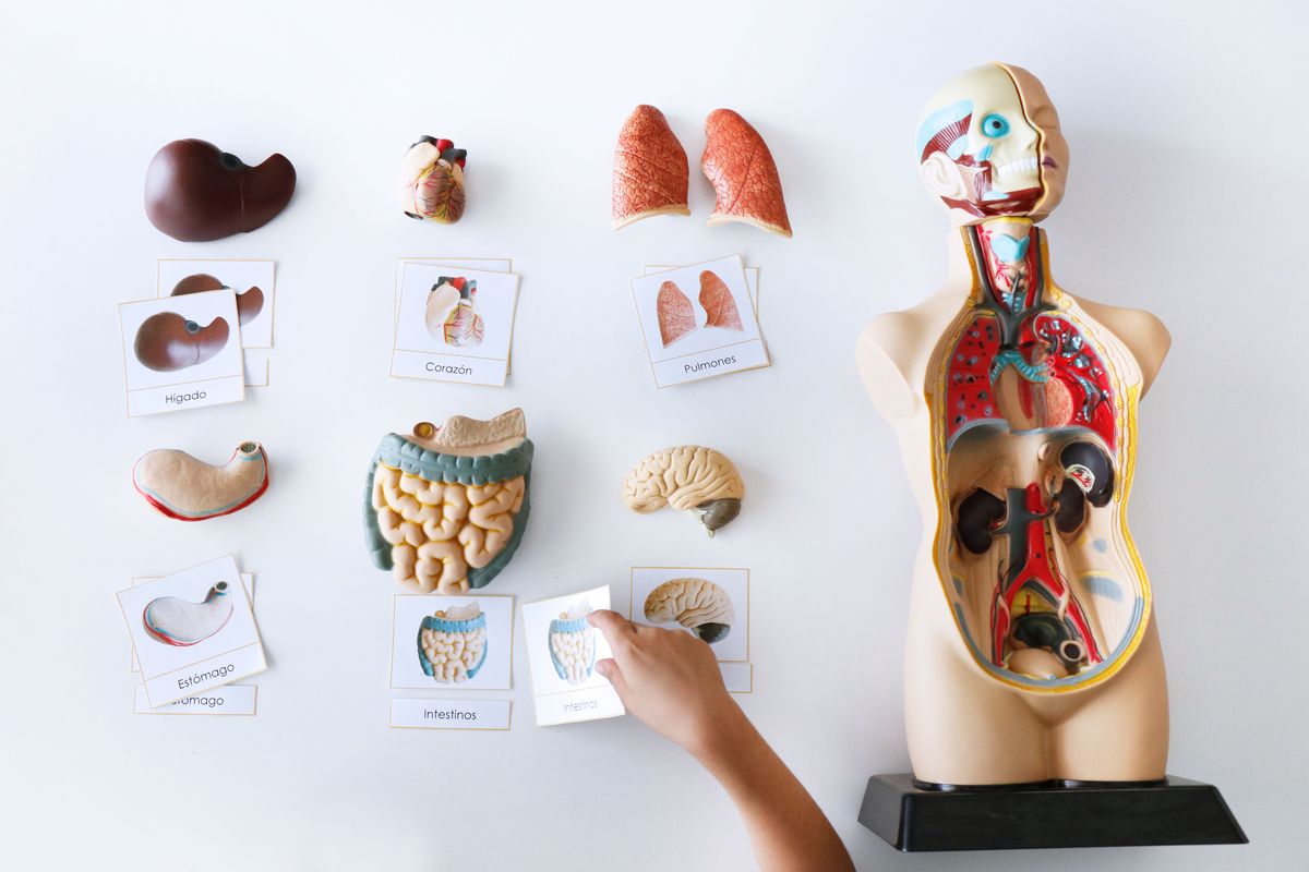 Set de Anatomía del Cuerpo Humano con Imprimible – Creciendo Con Montessori
